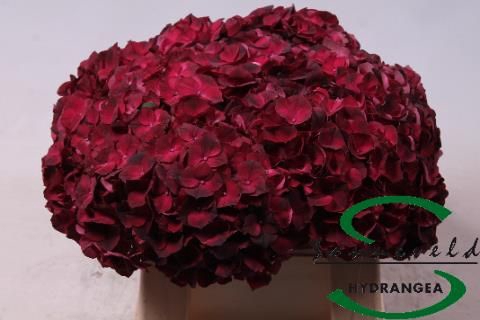 <h4>HYDR M MAG DARK RUBY</h4>