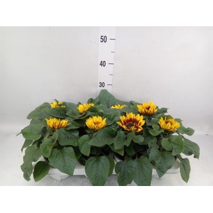 Helianthus an. 'Tiger Eye'