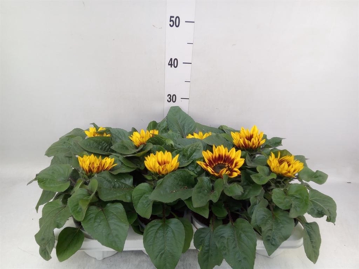 <h4>Helianthus an. 'Tiger Eye'</h4>