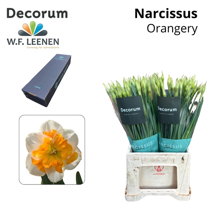 <h4>NARC ORANGERY Large Box 300</h4>