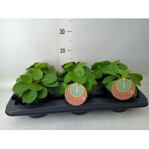 Pilea peperomioides