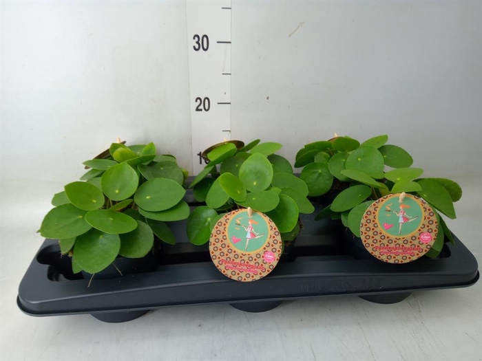 <h4>Pilea peperomioides</h4>