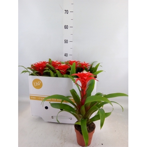 Guzmania  'Confetti'