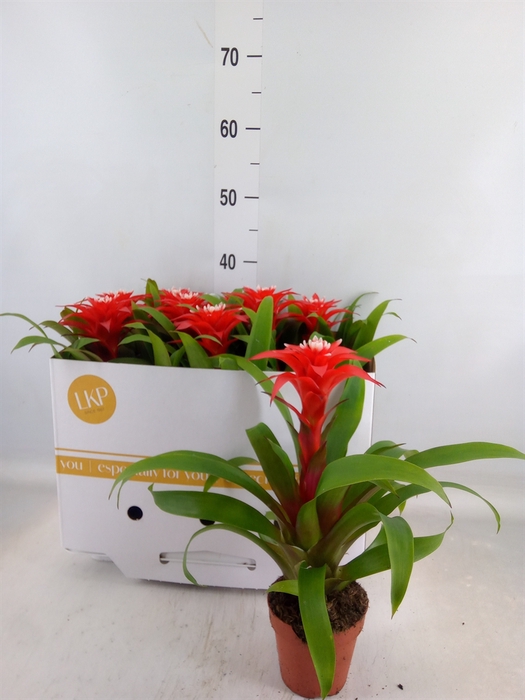 <h4>Guzmania  'Confetti'</h4>