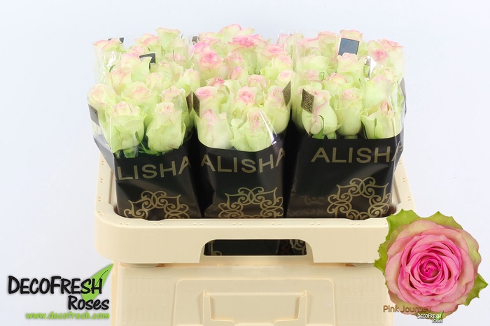 <h4>R Gr Pink Journey Alisha</h4>