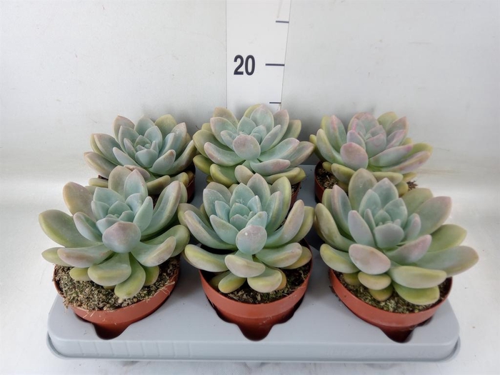 <h4>Succulents   ...</h4>