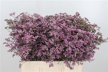 <h4>LIM SAF OSHI PINK</h4>