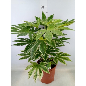 Fatsia japonica