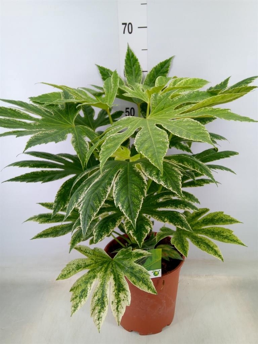 <h4>Fatsia japonica</h4>