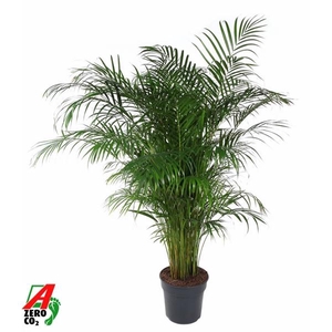 Chrysalidocarpus lutescens overig