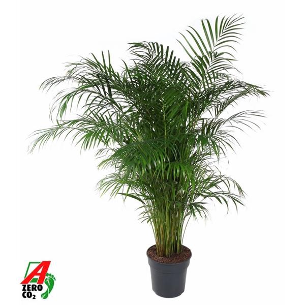 <h4>Chrysalidocarpus lutescens overig</h4>