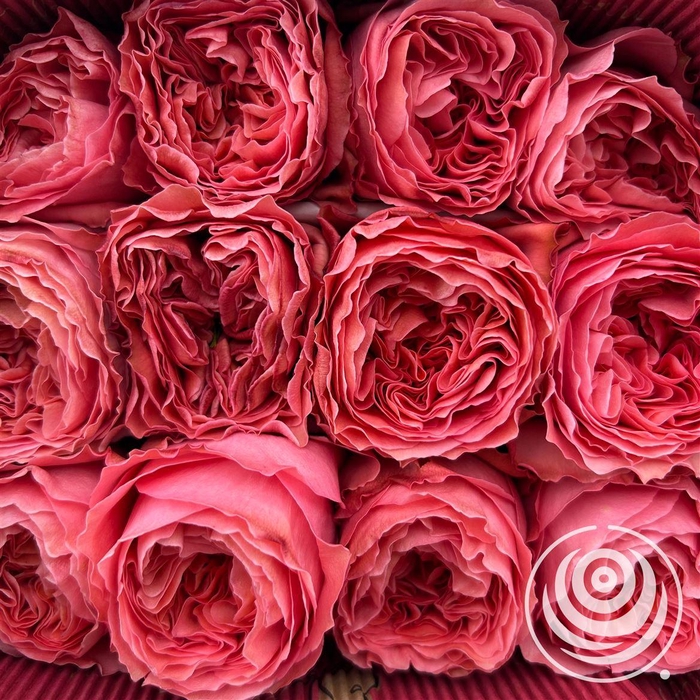 <h4>R Eq Candy Xpression</h4>