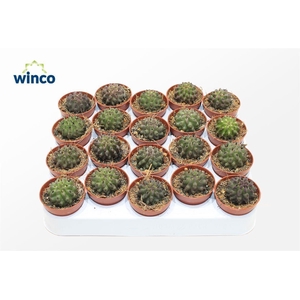 Neoporteria Paucicostata Viridis