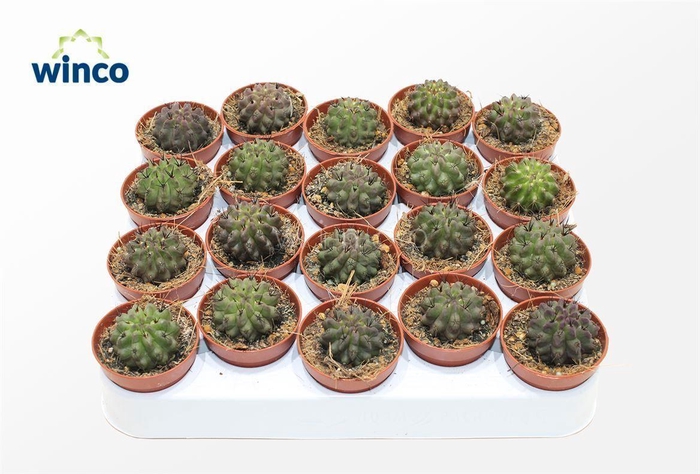 <h4>Neoporteria Paucicostata Viridis</h4>