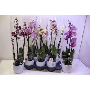 Arr Phal Gem 6kl In Keramiek