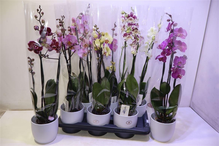 <h4>Arr Phal Gem 6kl In Keramiek</h4>