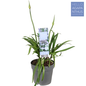 Agapanthus 'Popping Star' P23