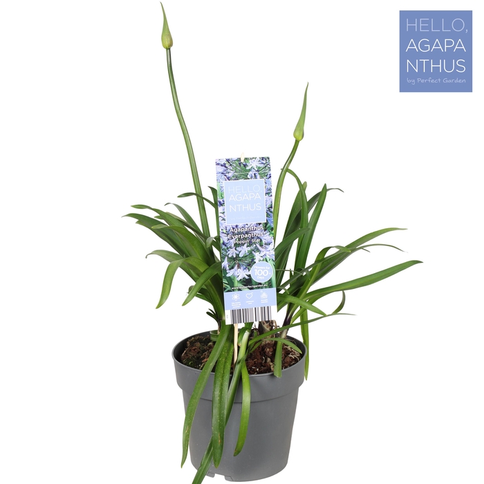 <h4>Agapanthus 'Popping Star' P23</h4>