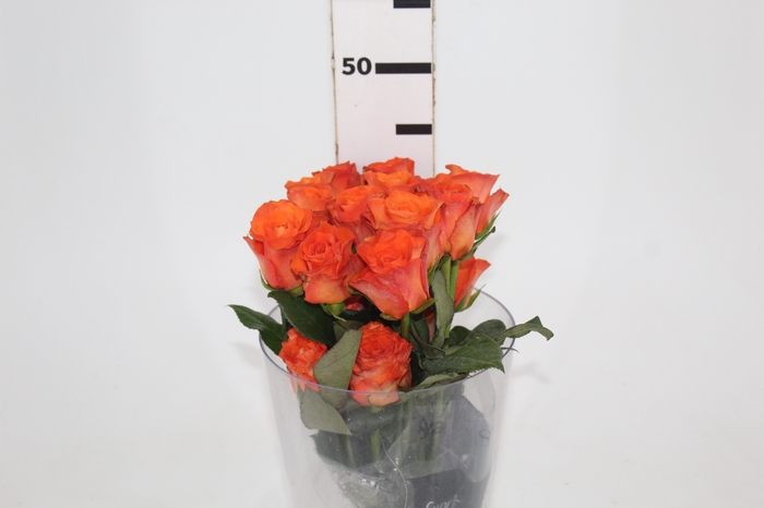 <h4>ROSA ORANGE WAVE 040 CM ESTUFA</h4>