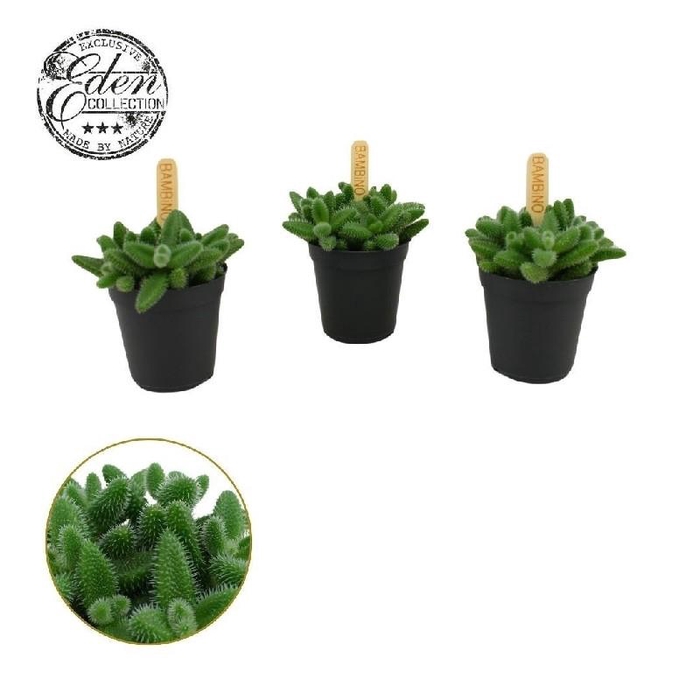 Delosperma Echinatum mini Bambino Eden Bambino