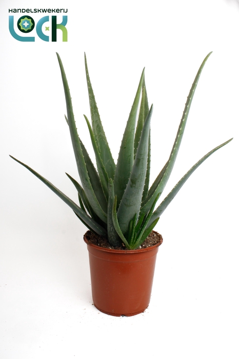 <h4>ALOE VERA</h4>