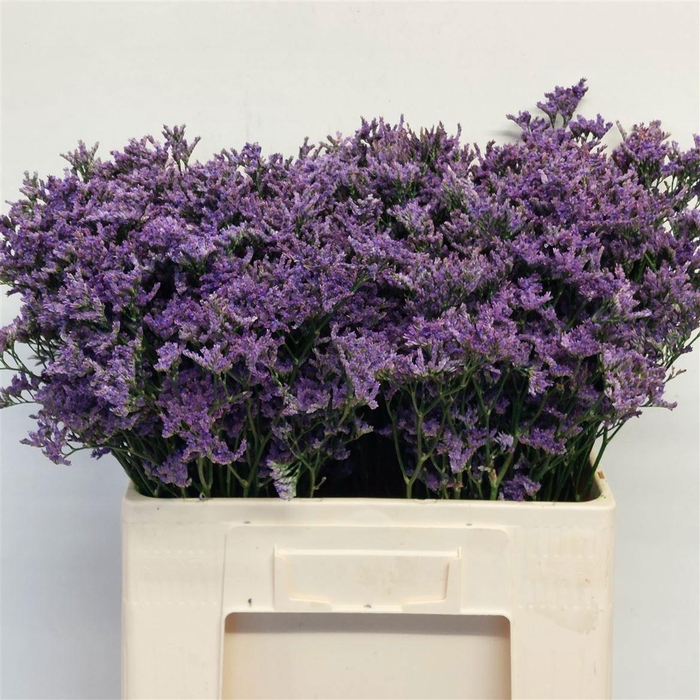 <h4>LIM SIN KANSAS BLUE</h4>