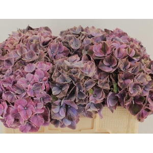 HORT MAGICAL SWEET RUBY
