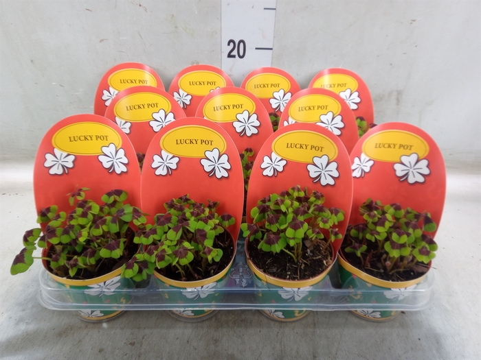<h4>Oxalis deppei</h4>