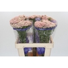 Ozothamnus Cooks Pink