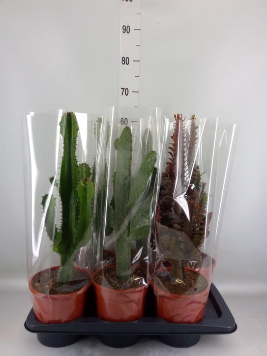 <h4>Cactus ...mix 3</h4>