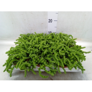 Crassula   ...