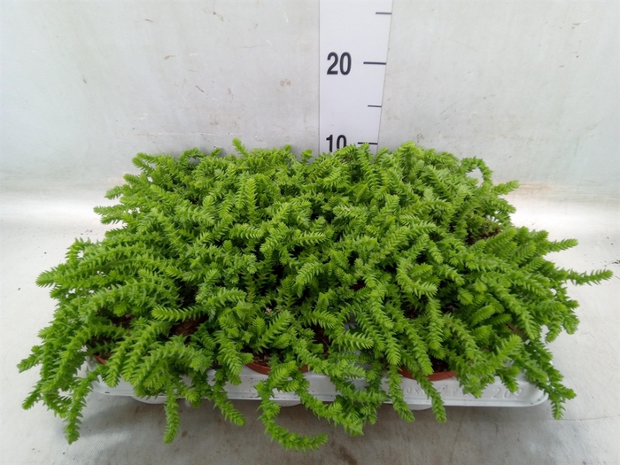 <h4>Crassula   ...</h4>