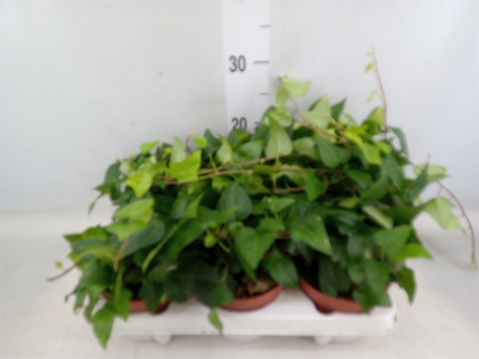 <h4>Hedera helix 'Mein Herz'</h4>