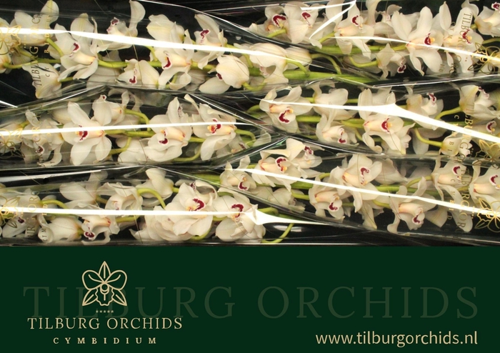 <h4>CYMB T DANNY GREEN</h4>