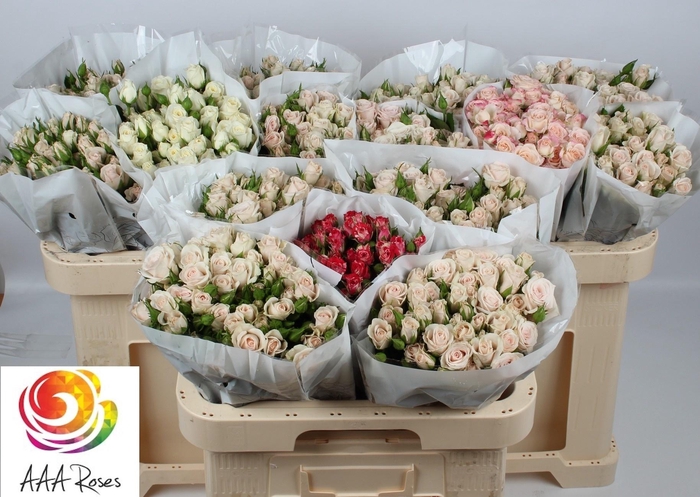 <h4>R TR GEM IN FUST</h4>