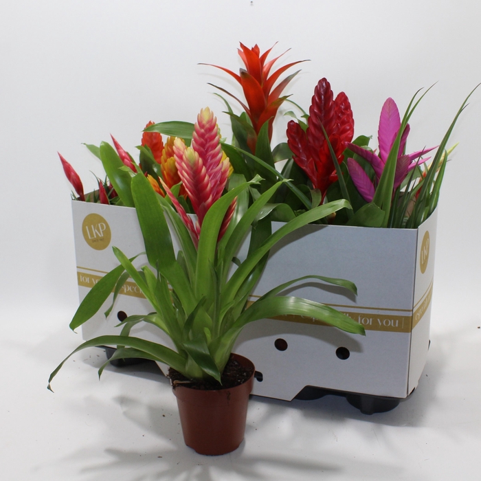<h4>BROMELIA GEM 10 SRT</h4>