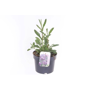 Verbena bonariensis Bonnie Blue