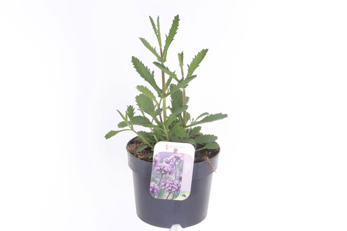 <h4>Verbena bonariensis Bonnie Blue</h4>
