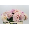 Dahlia Cafe Au Lait