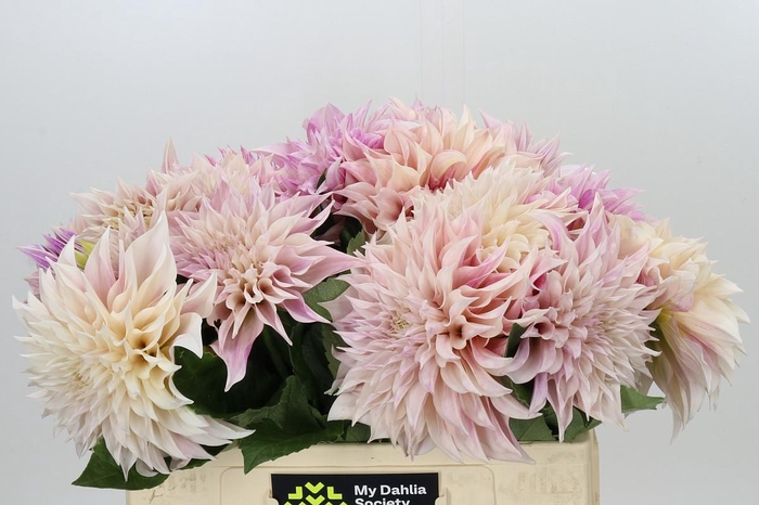 <h4>Dahlia Cafe Au Lait</h4>
