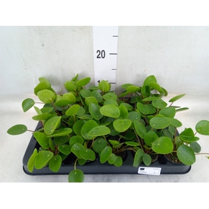Pilea peperomioides