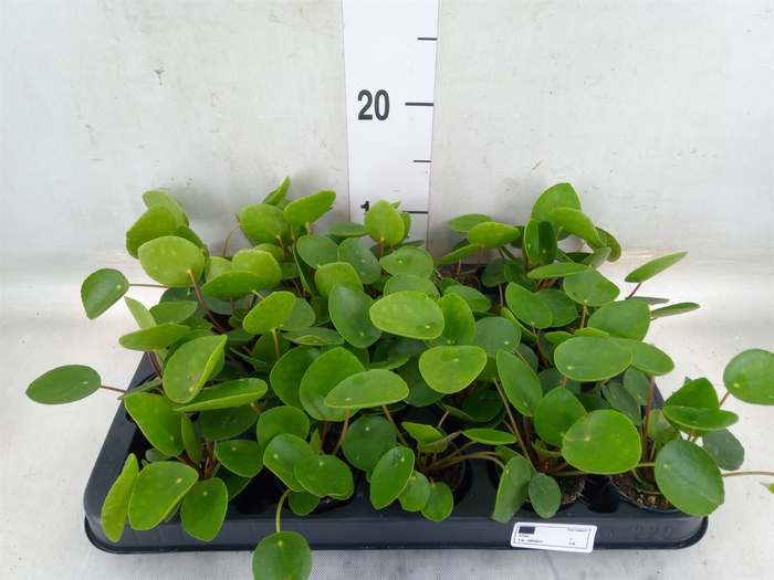 <h4>Pilea peperomioides</h4>