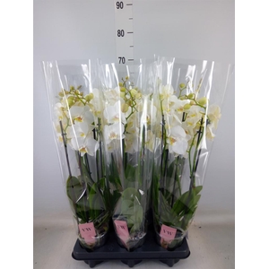 Phalaenopsis  'Ant Inverness'