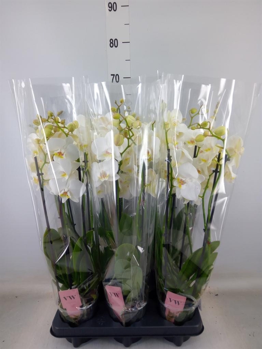 <h4>Phalaenopsis  'Ant Inverness'</h4>