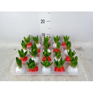 Hyacinthus orie.   ...waxed L%