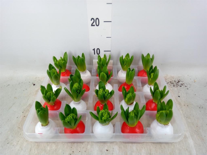 <h4>Hyacinthus orie.   ...waxed L%</h4>