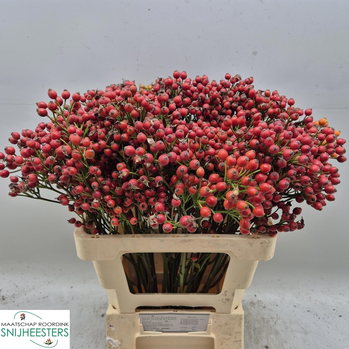 <h4>ROSA MAG SUNSET</h4>