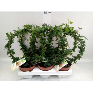 Hedera   ...green leafed