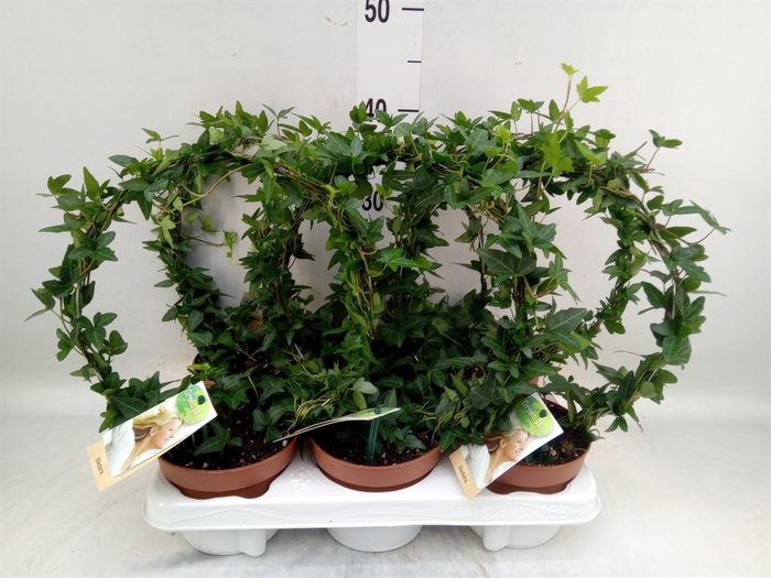 <h4>Hedera   ...green leafed</h4>