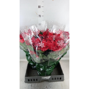 Euphorbia pulc. 'Fantasy Star'